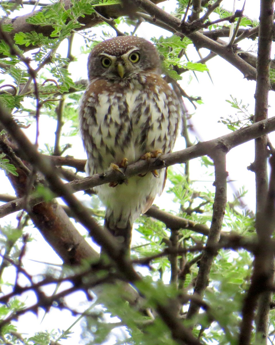 Pearl-spotted Owlet - ML94789211