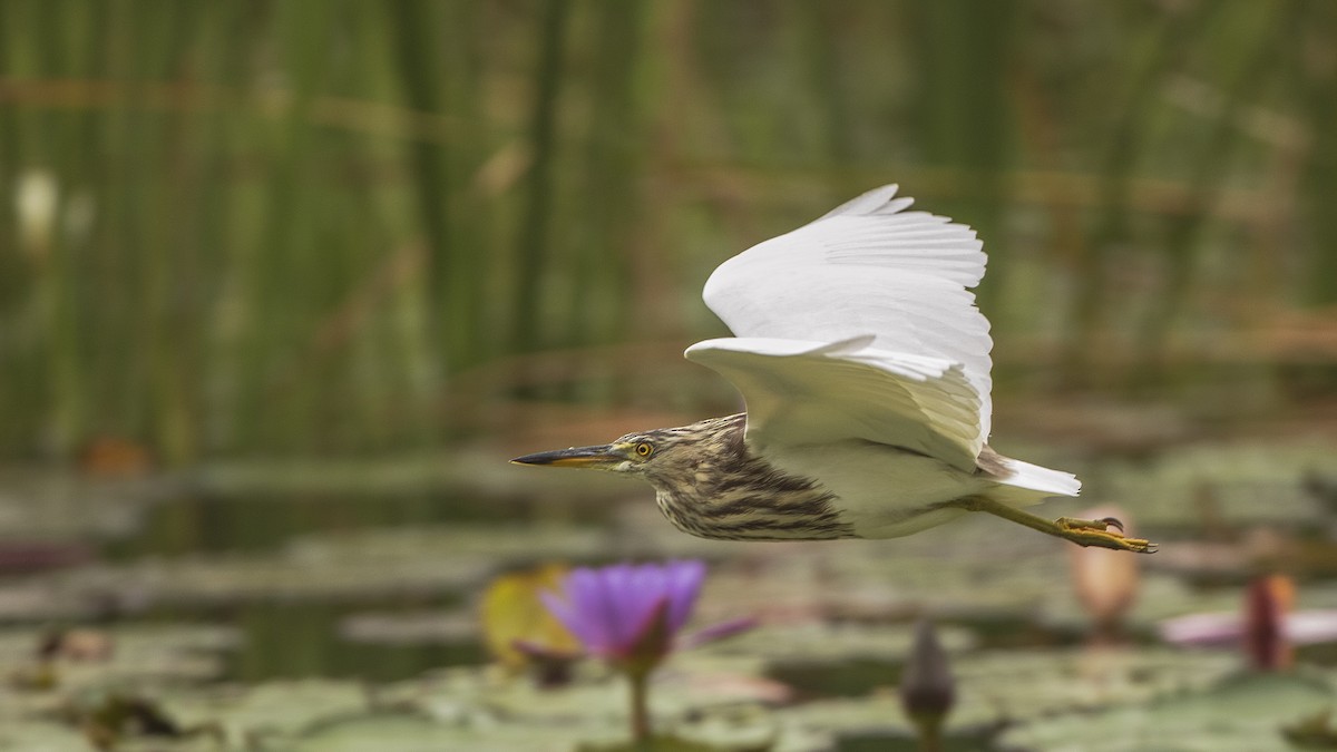 Javan Pond-Heron - H. Çağlar Güngör