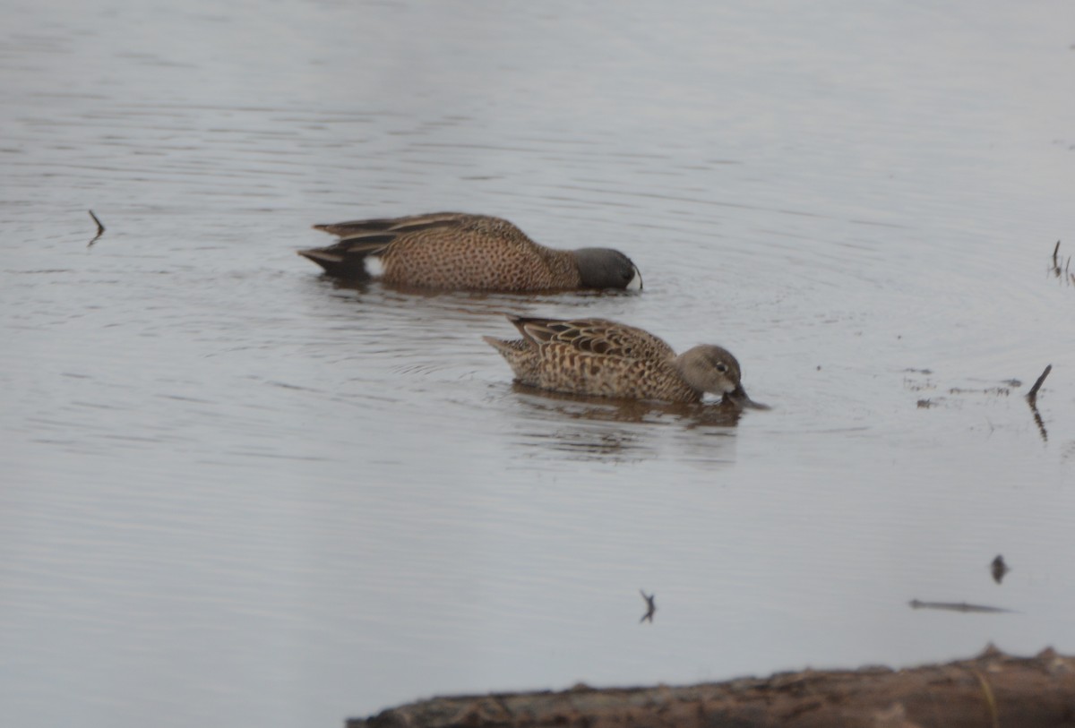 Blue-winged Teal - ML94793981