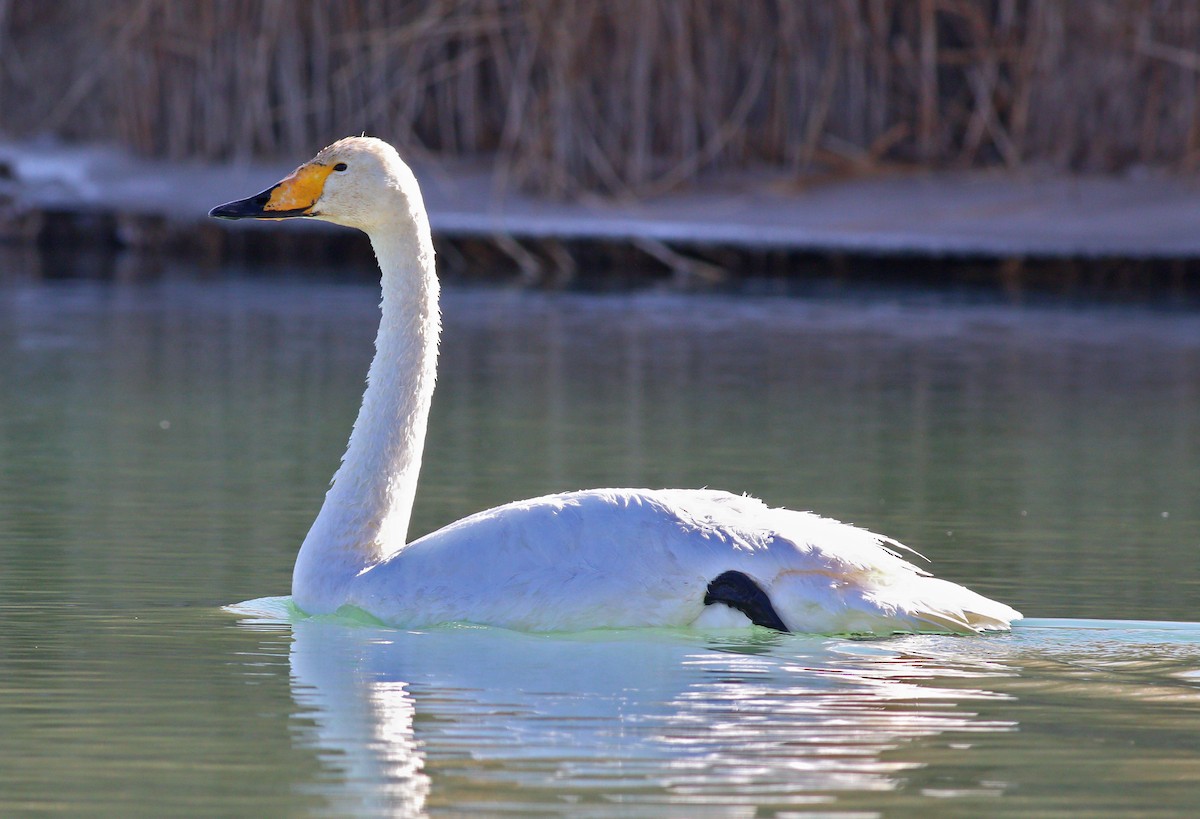 Whooper Swan - 白尾 海雕