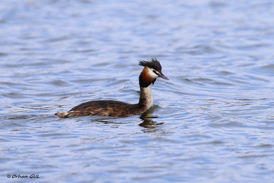 Great Crested Grebe - Orhan Gül