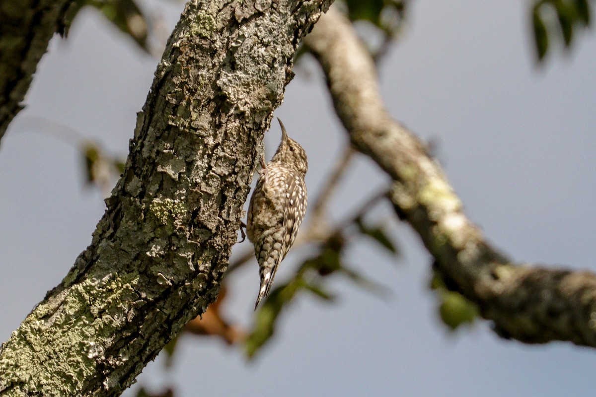 African Spotted Creeper - Tommy Pedersen