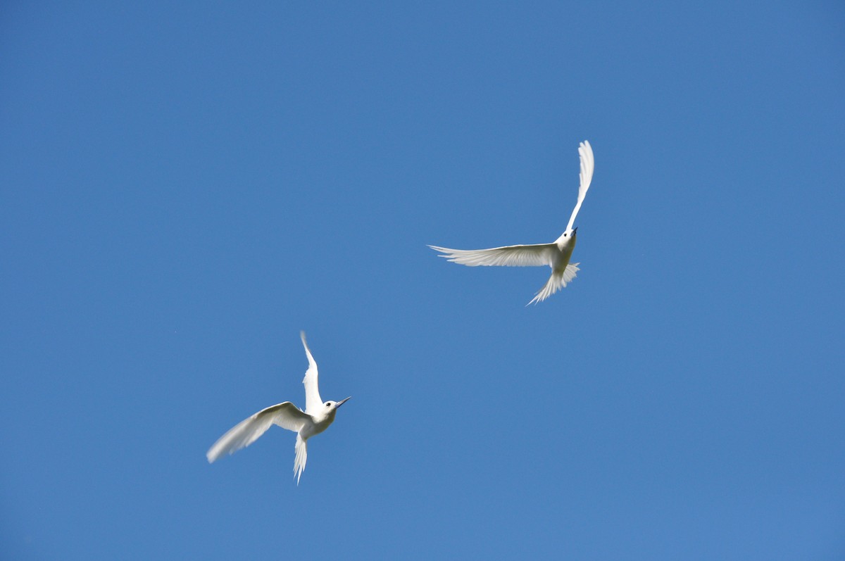 White Tern - ML94798721