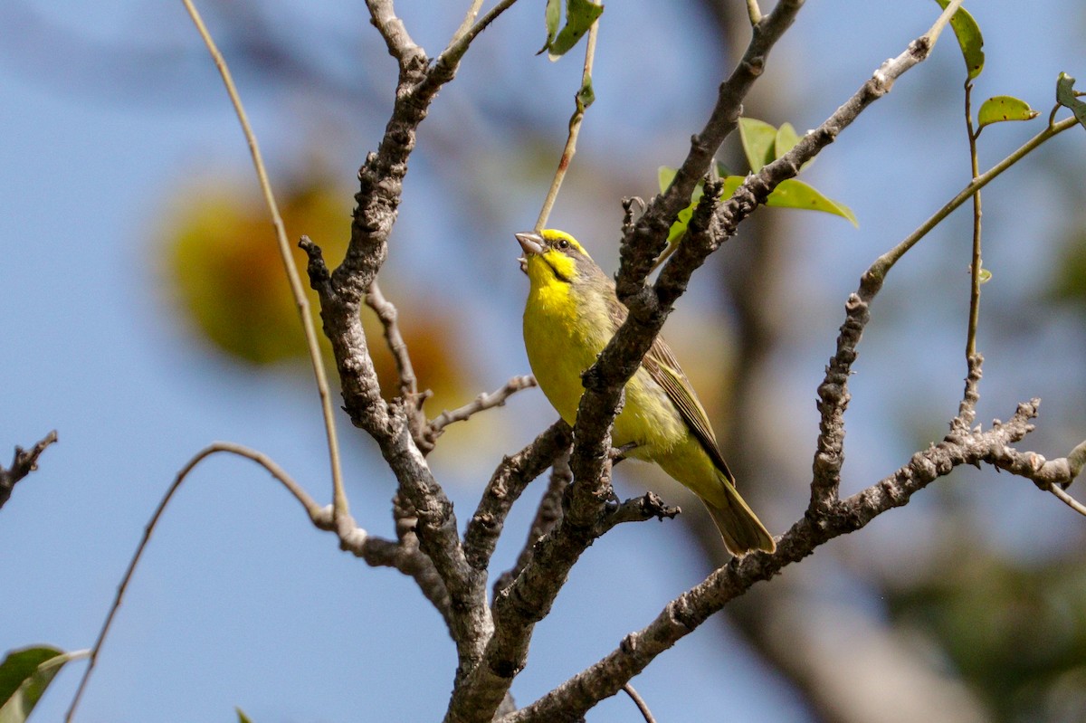 Yellow-fronted Canary - ML94799081