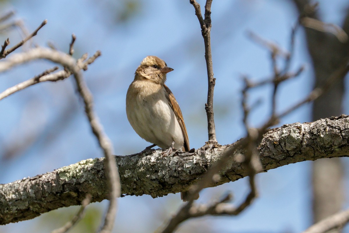 Yellow-throated Bush Sparrow - ML94799241