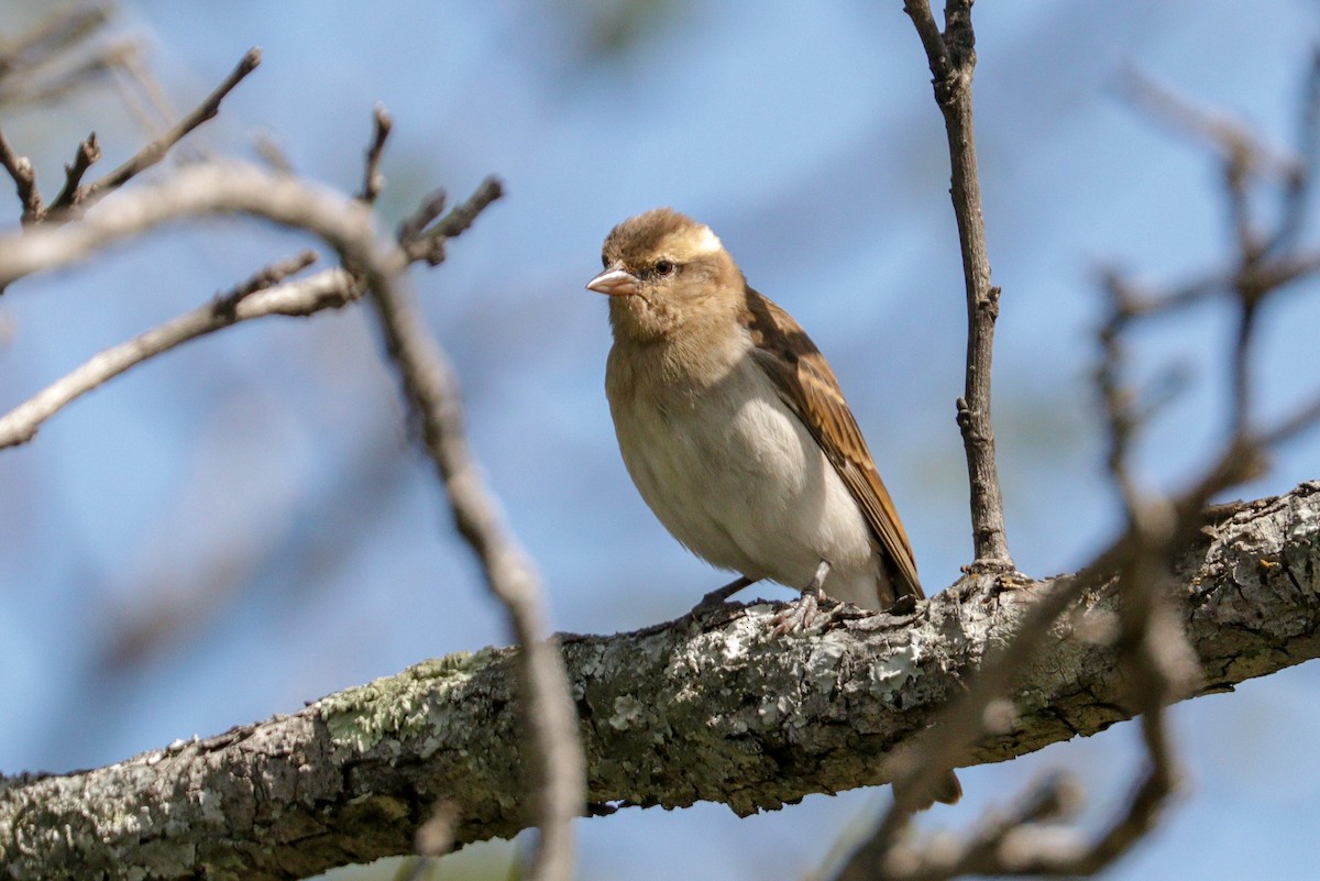 Yellow-throated Bush Sparrow - ML94799301