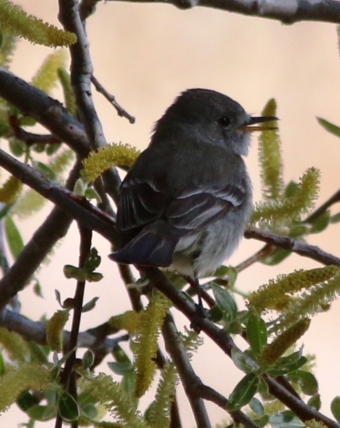 Gray Flycatcher - Doug and Diane Iverson