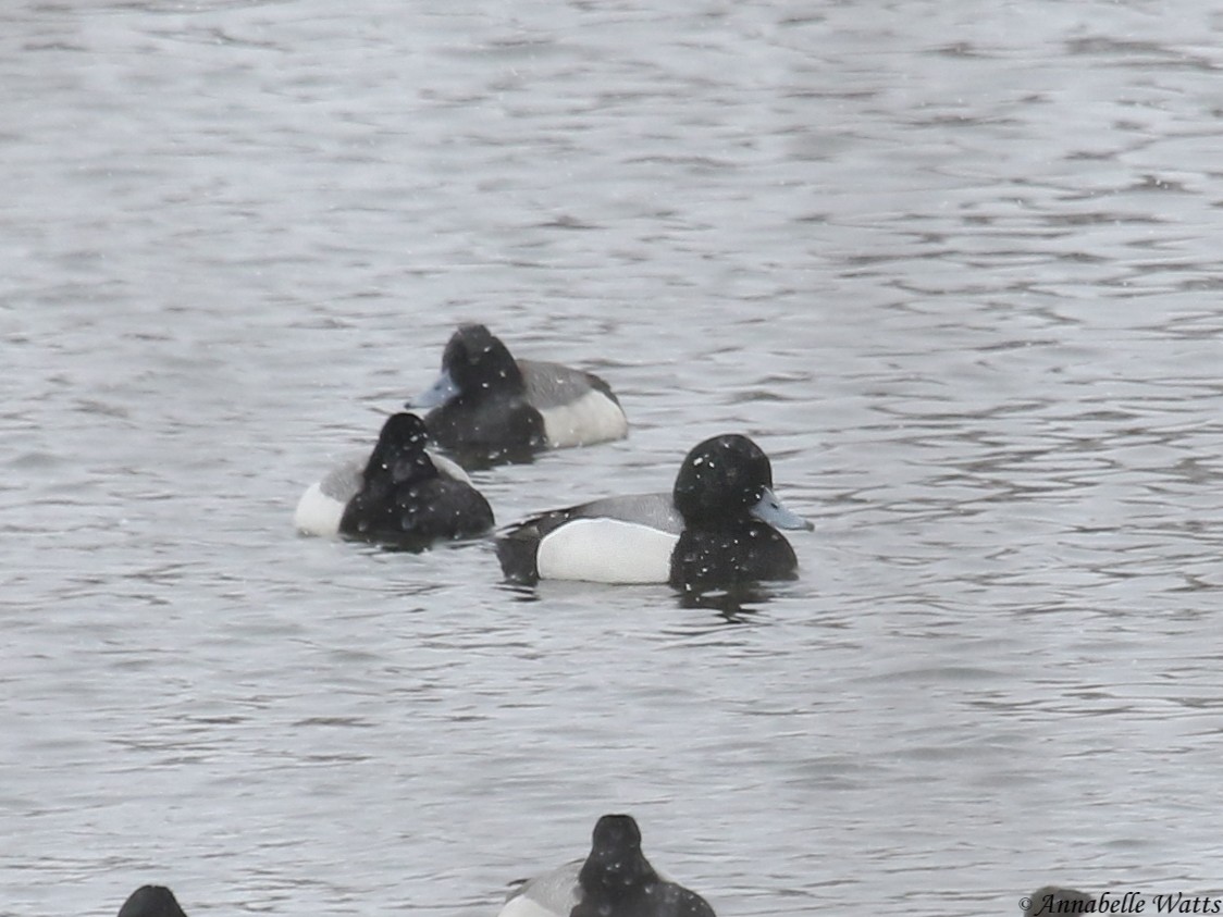 Greater Scaup - ML94802881