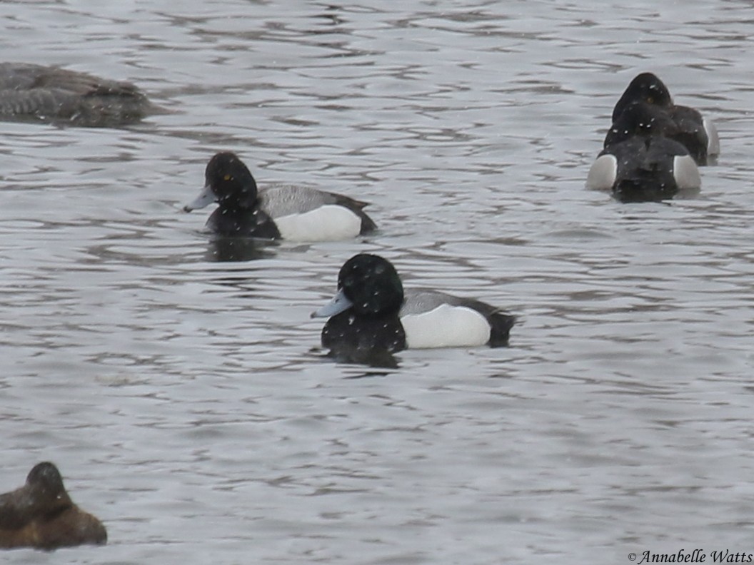 Greater Scaup - ML94802901