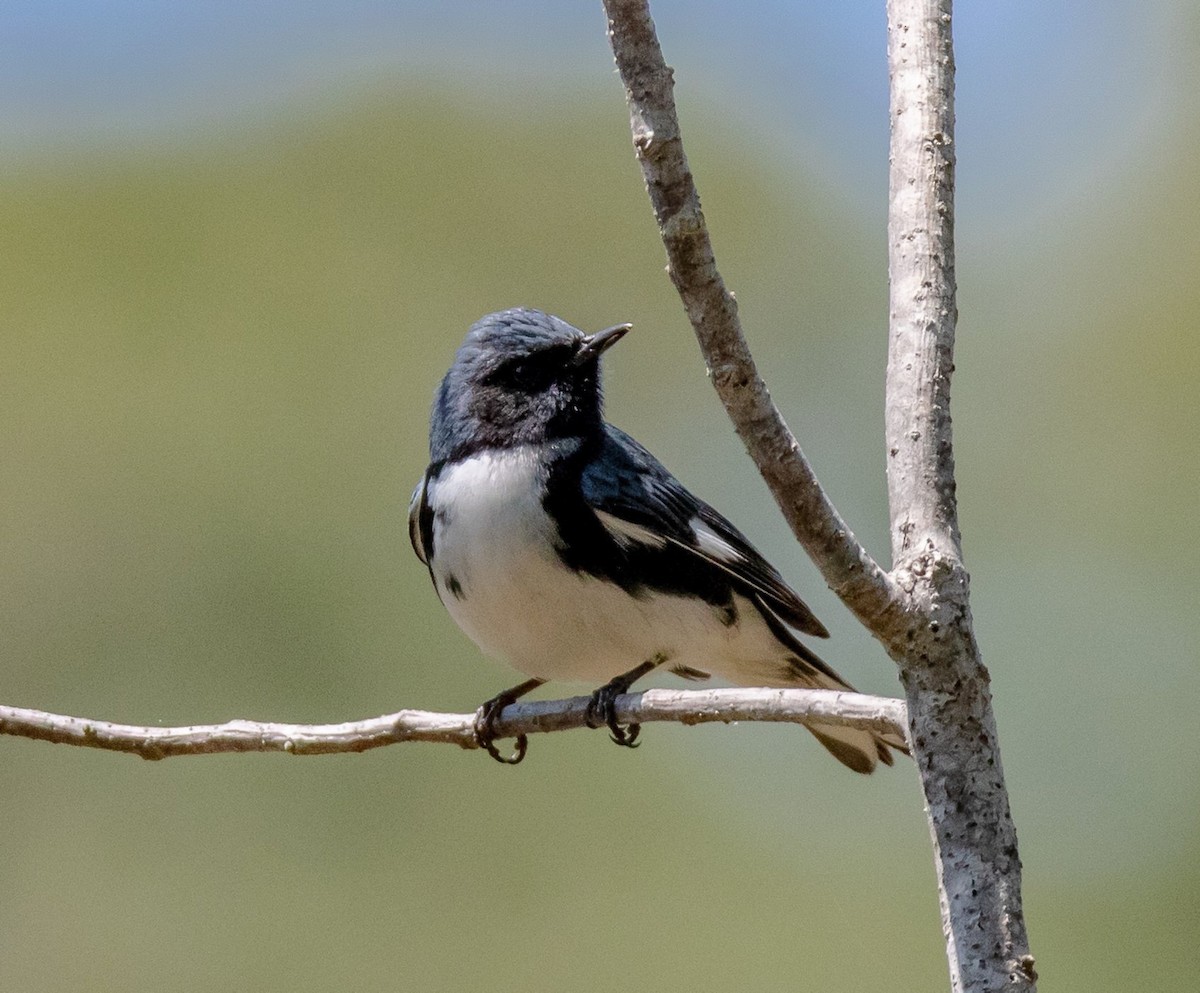 Black-throated Blue Warbler - Patsy Russo