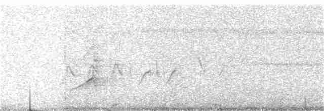 Поплітник каролінський - ML94804641