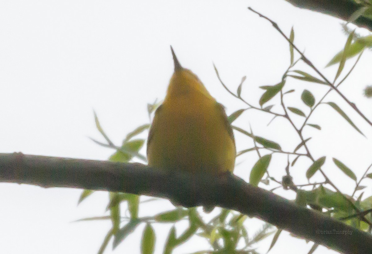 Prothonotary Warbler - ML94805181