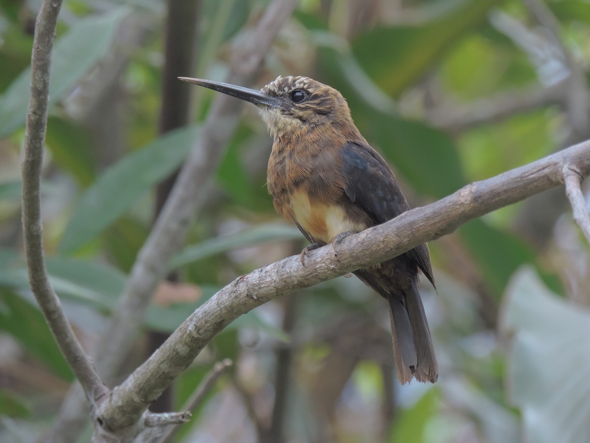 Brown Jacamar - Ornitología IAvH