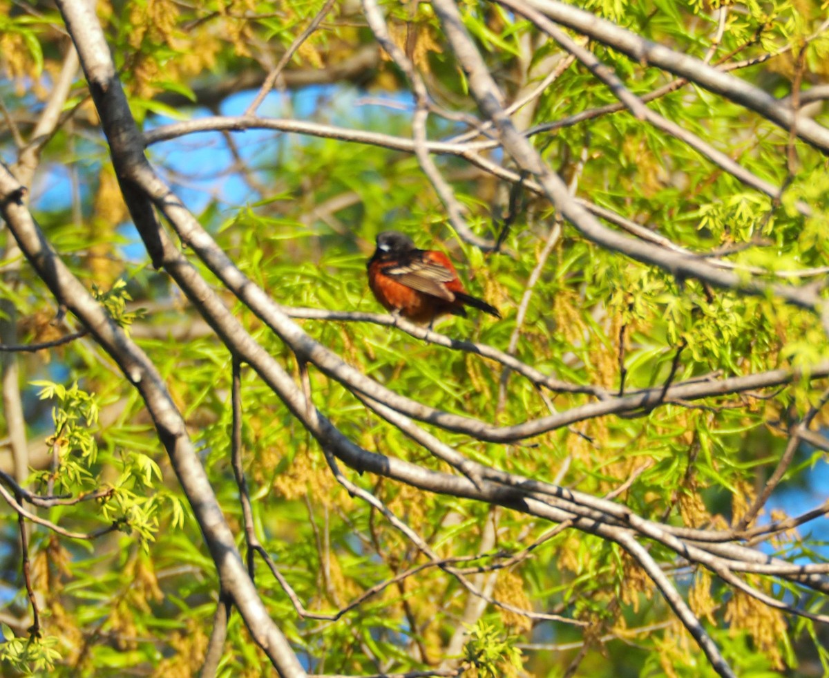 Orchard Oriole - Bob Foehring