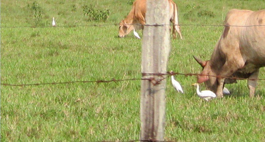 Western Cattle Egret - ML94808791