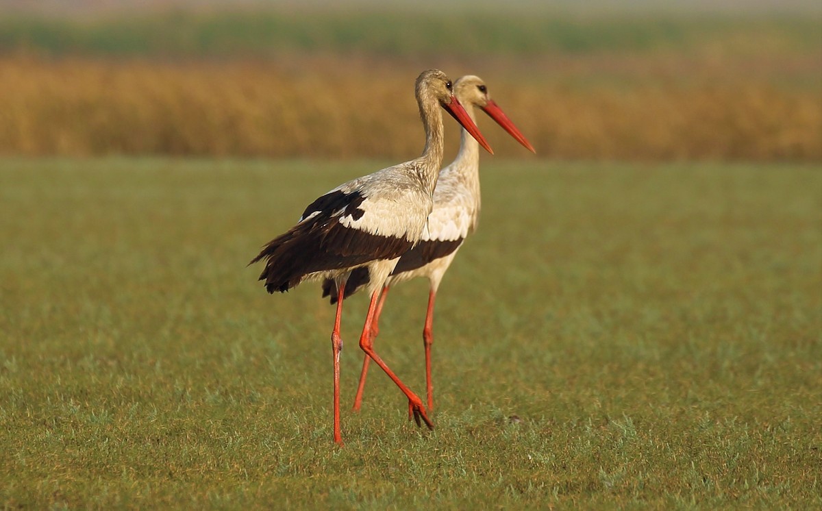 White Stork - Surendhar Boobalan