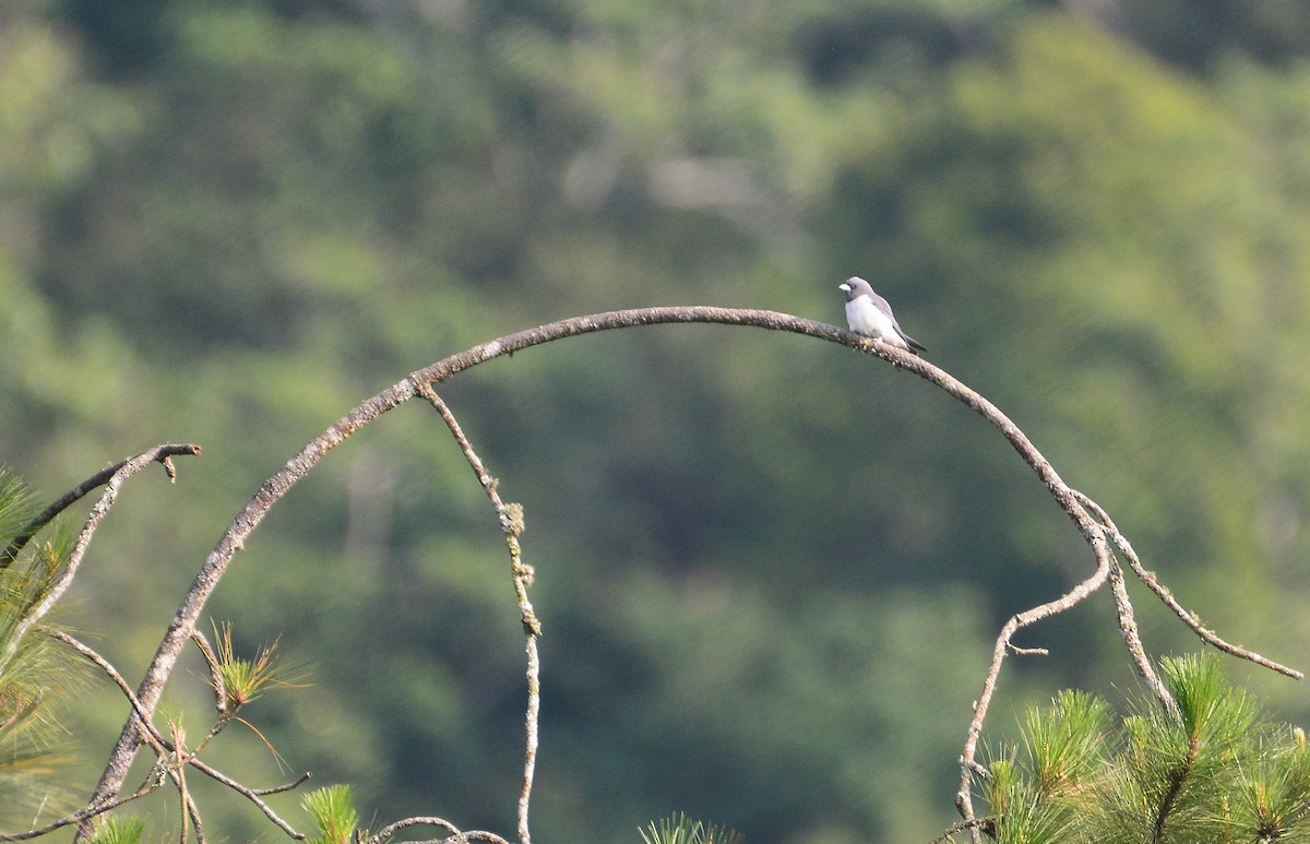 White-breasted Woodswallow - Ari Noviyono