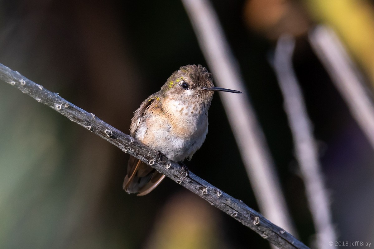 Calliope Hummingbird - Jeff Bray