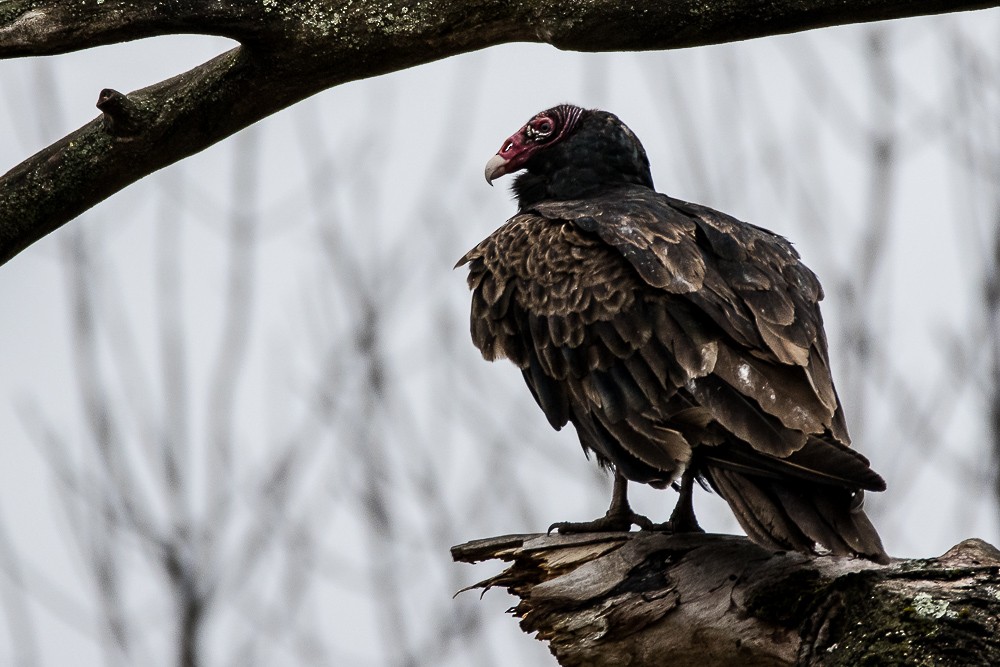 Turkey Vulture - Jean-Guy Papineau