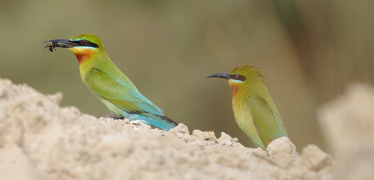 Blue-tailed Bee-eater - ML94816341