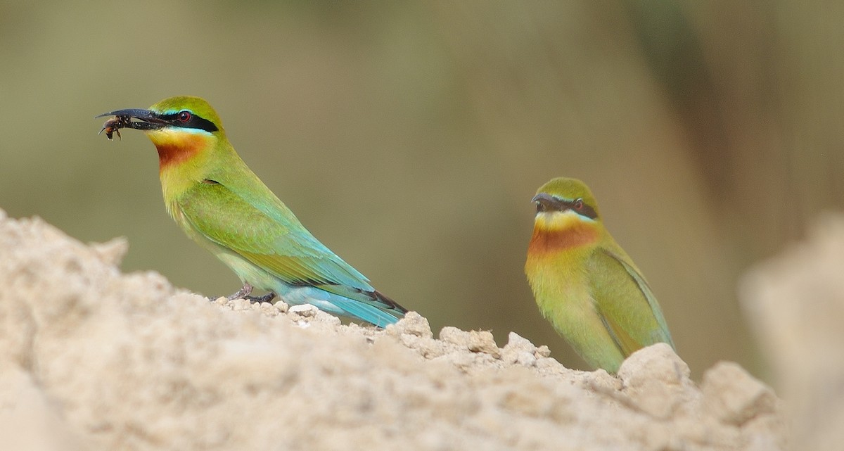 Blue-tailed Bee-eater - ML94816381