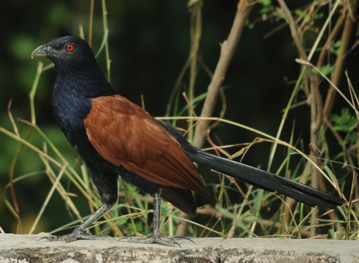 Greater Coucal - ML94816511