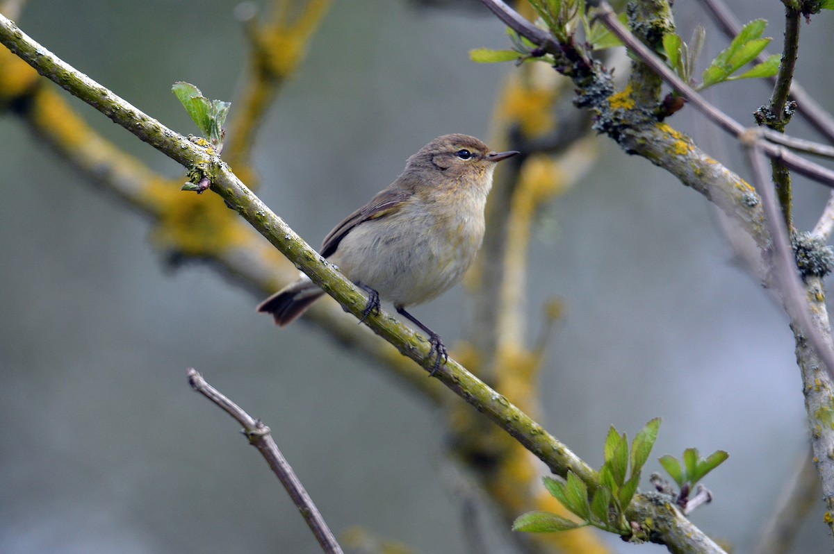 Common Chiffchaff (Common) - James Taylor
