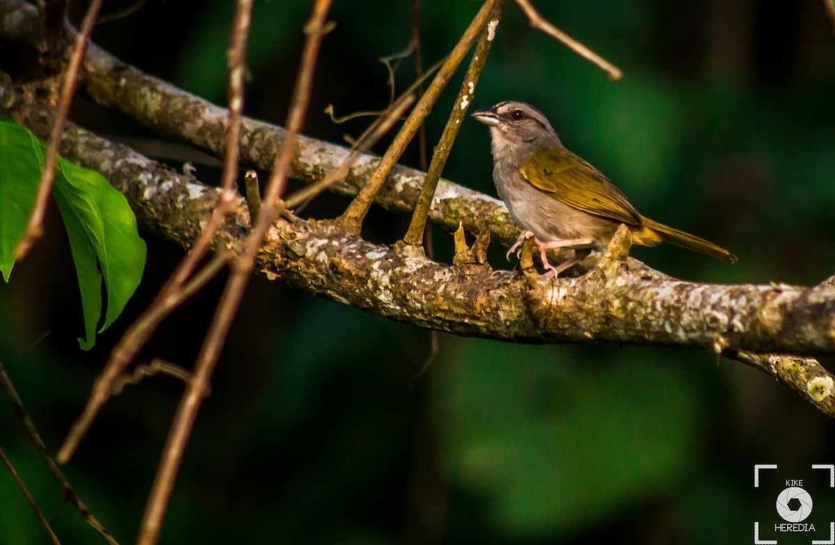 Green-backed Sparrow - Enrique Heredia (Birding Tours)
