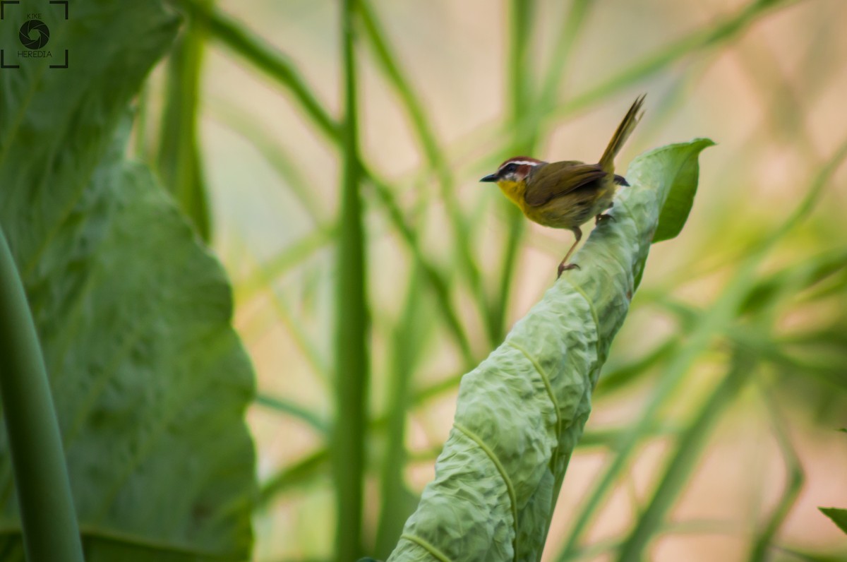 Rufous-capped Warbler - Enrique Heredia (Birding Tours)