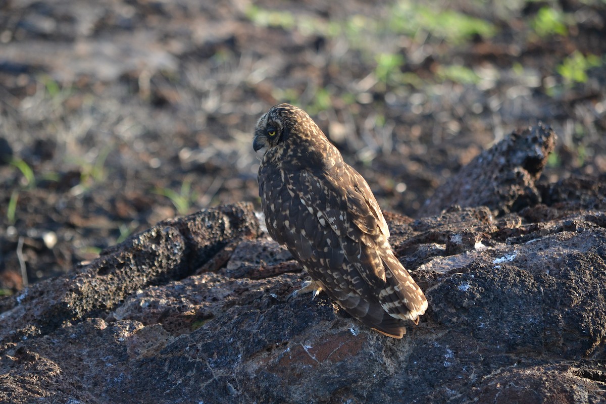 Short-eared Owl (Galapagos) - ML94821701