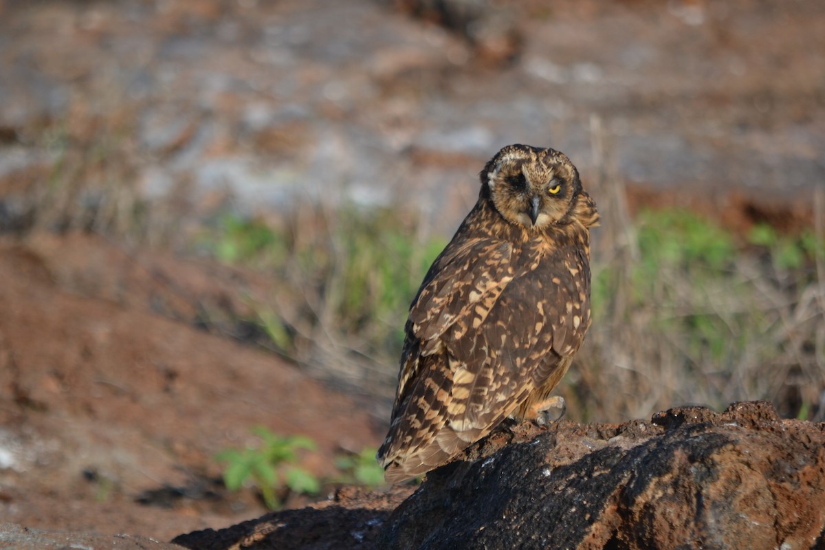 Short-eared Owl (Galapagos) - ML94821781