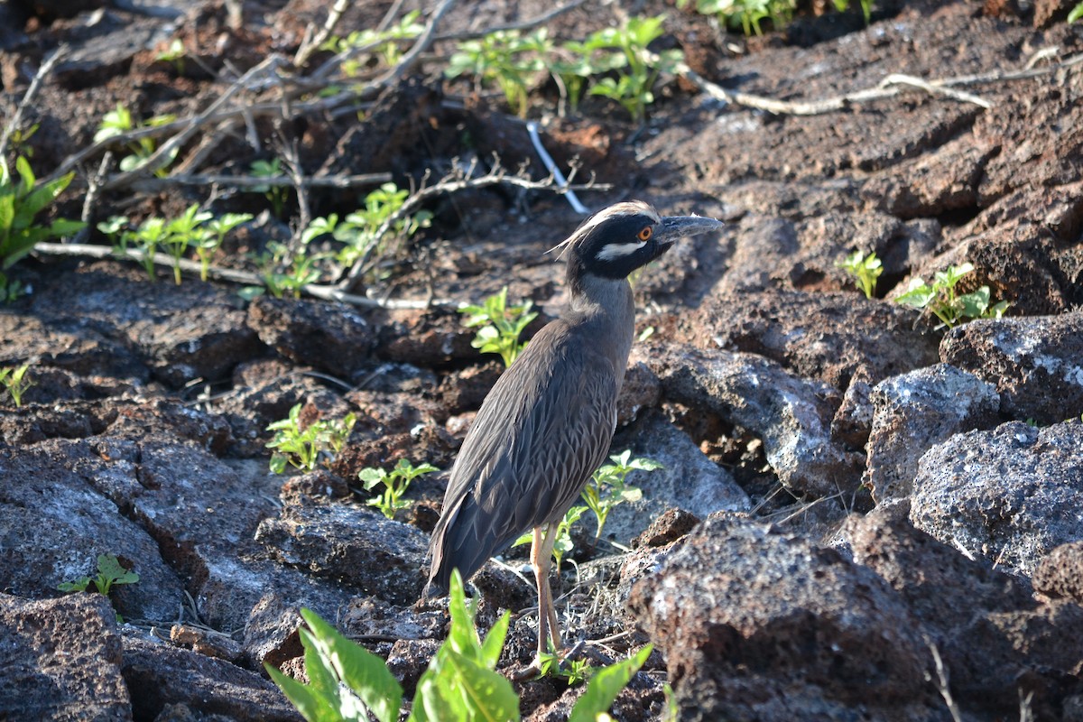 Yellow-crowned Night Heron (Galapagos) - ML94821841
