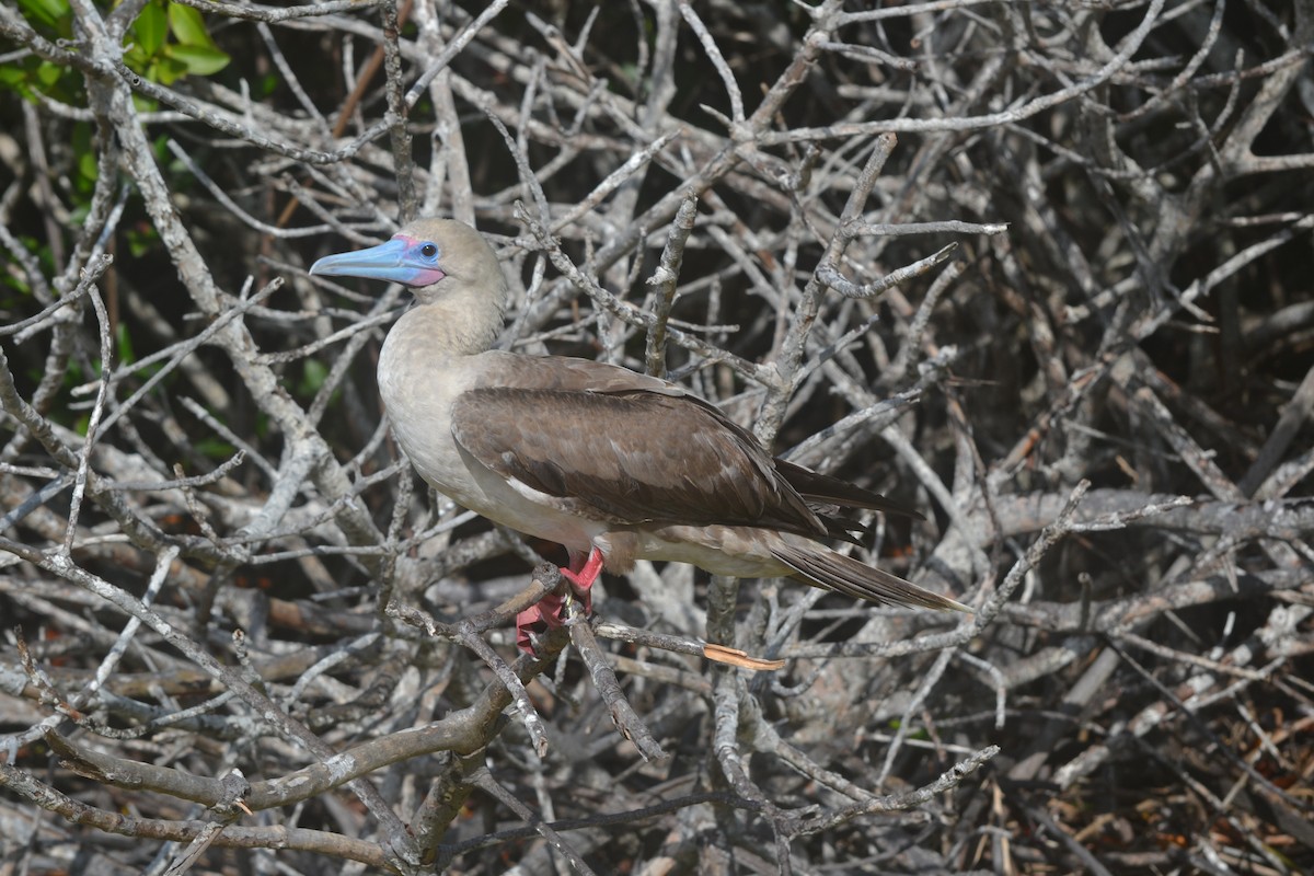Red-footed Booby - ML94822061