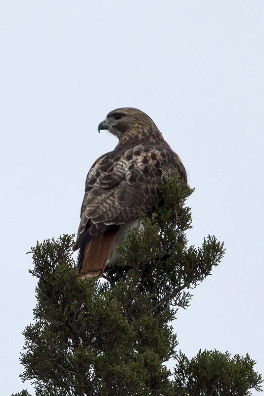 Red-tailed Hawk - Martin Wall
