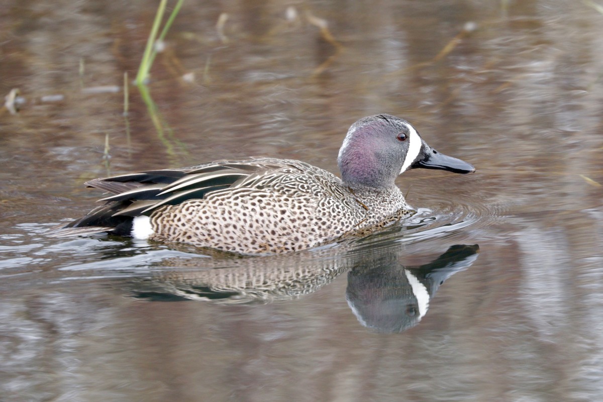 Blue-winged Teal - ML94825881