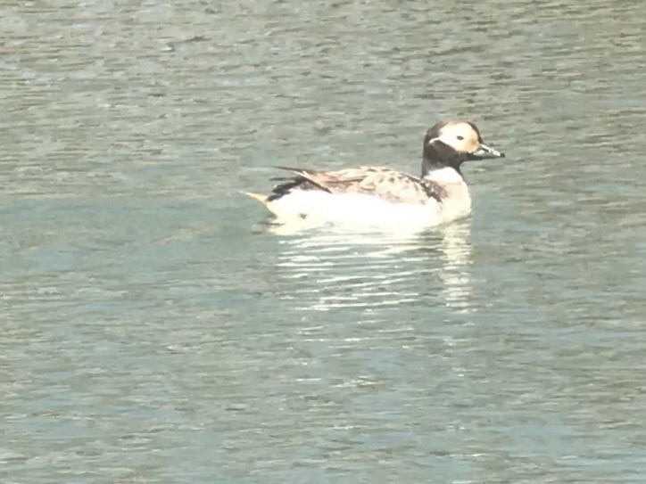 Long-tailed Duck - ML94828301