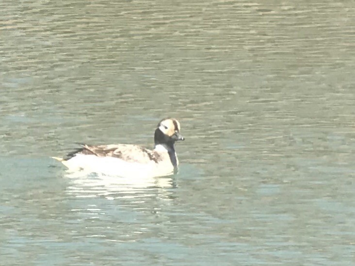 Long-tailed Duck - ML94828311