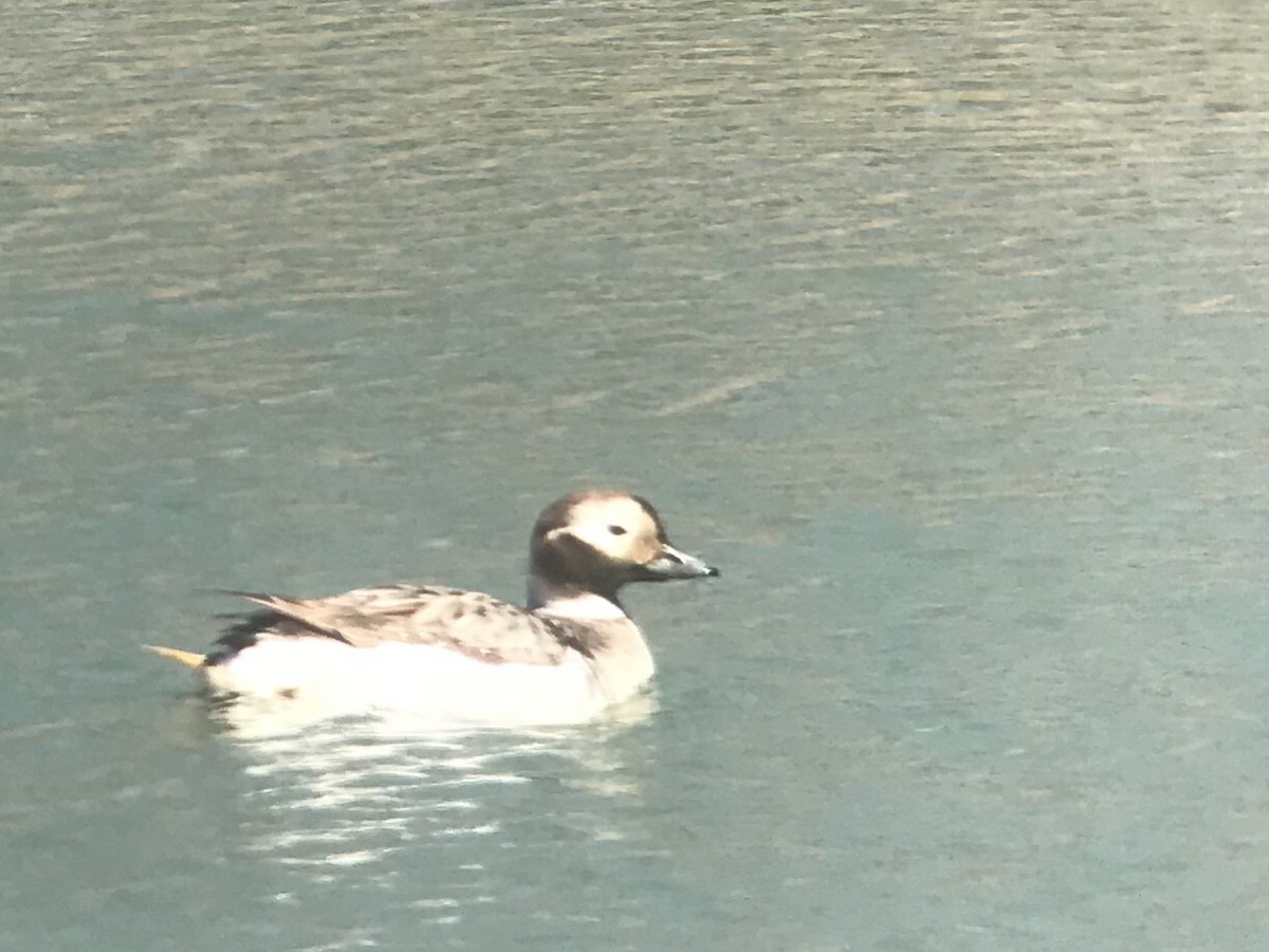 Long-tailed Duck - ML94828321