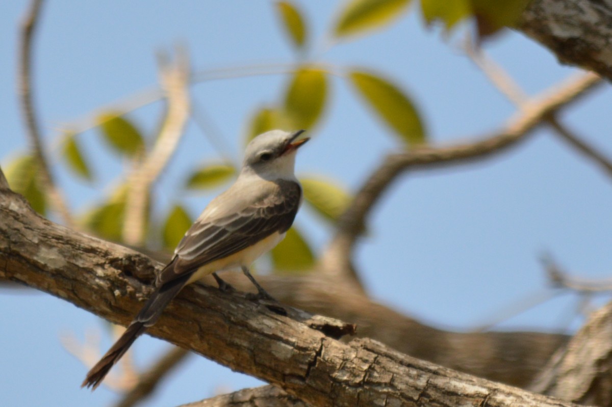Scissor-tailed Flycatcher - Carlos Mancera (Tuxtla Birding Club)