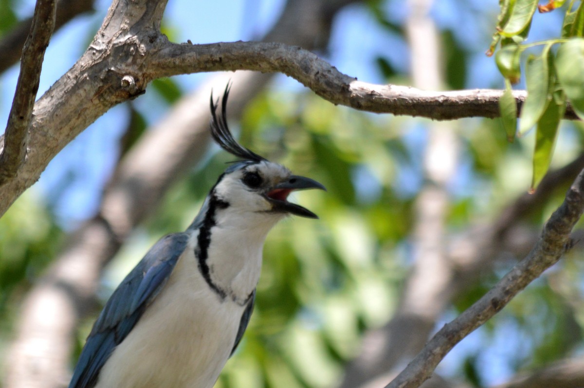 White-throated Magpie-Jay - Carlos Mancera (Tuxtla Birding Club)