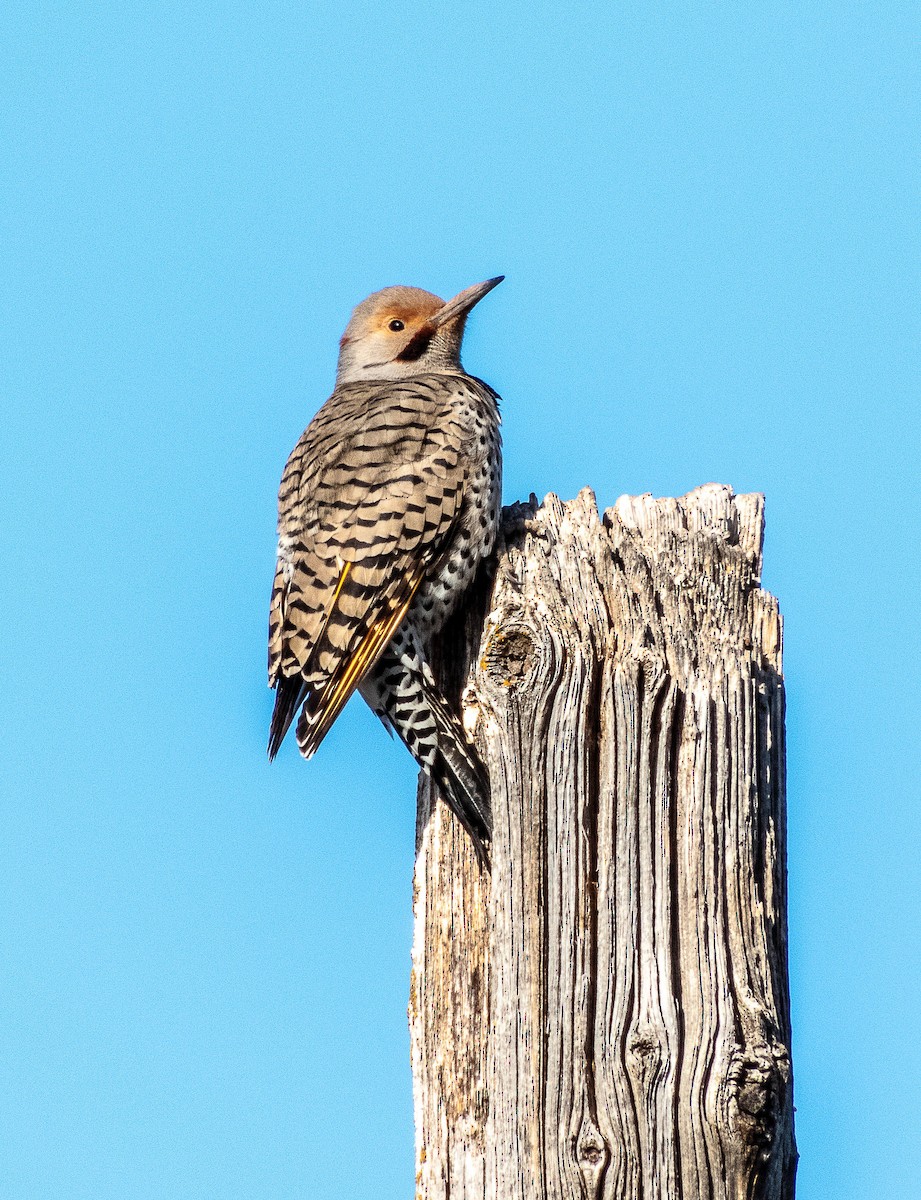 Northern Flicker (Yellow-shafted x Red-shafted) - Floren LeBaron