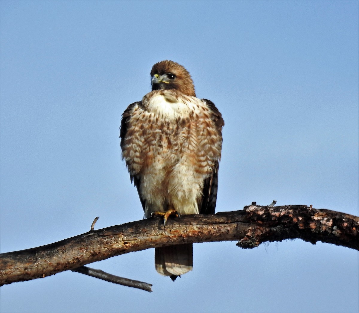 Red-tailed Hawk - ML94838041