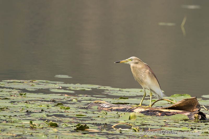 Indian Pond-Heron - Jeroen Vanheuverswyn