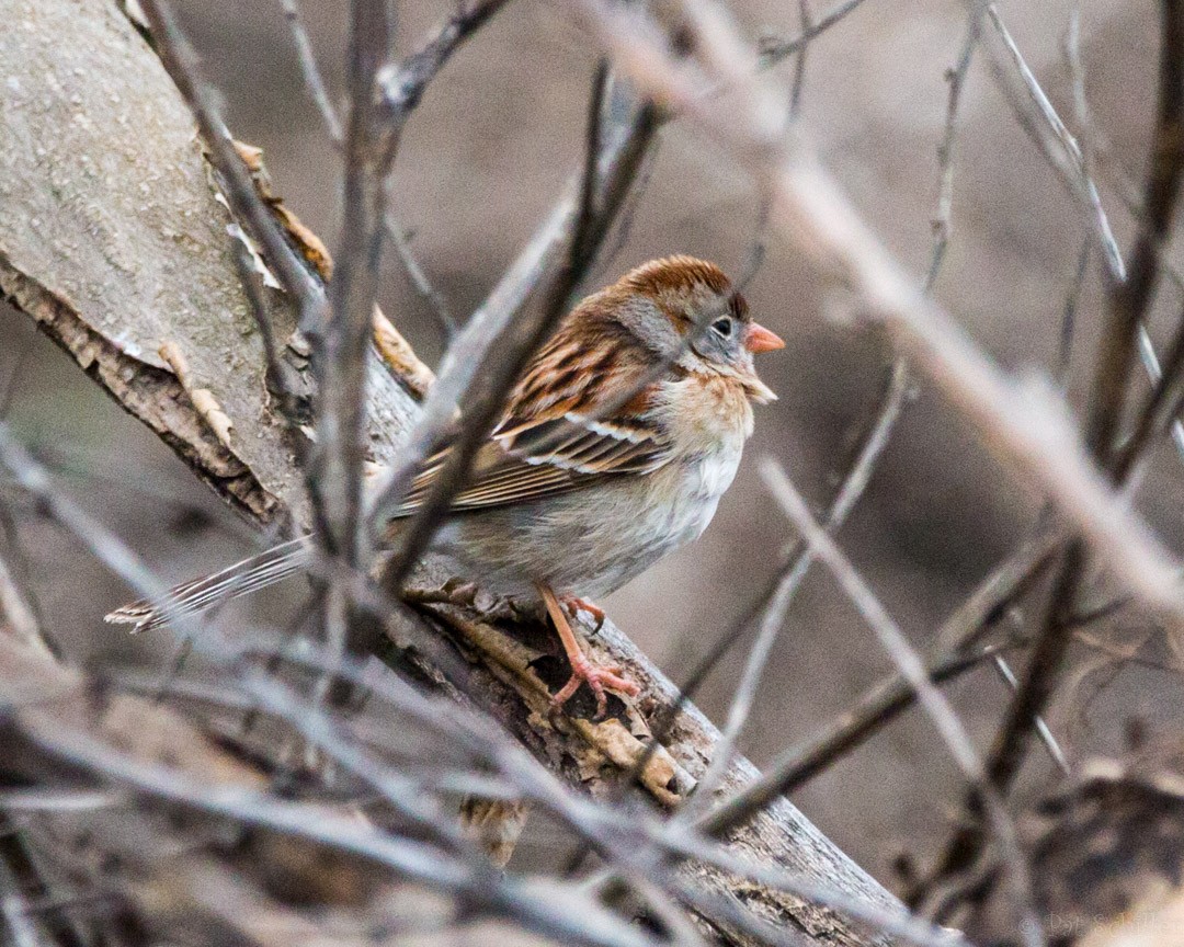 Field Sparrow - Pat Schiller