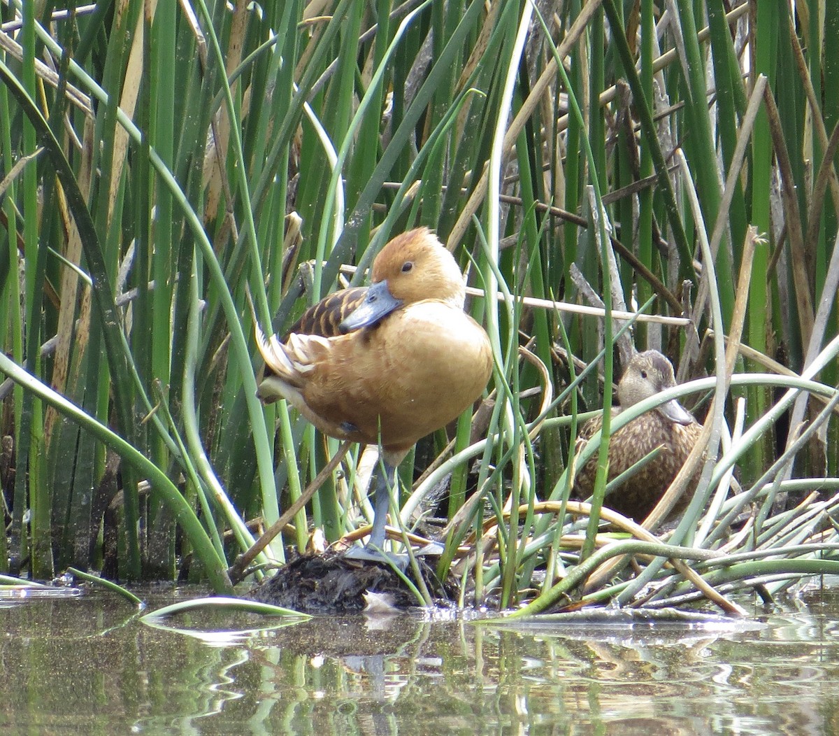 Fulvous Whistling-Duck - ML94844561
