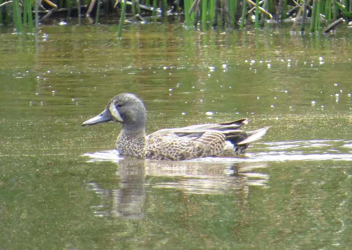 Blue-winged Teal - ML94844881