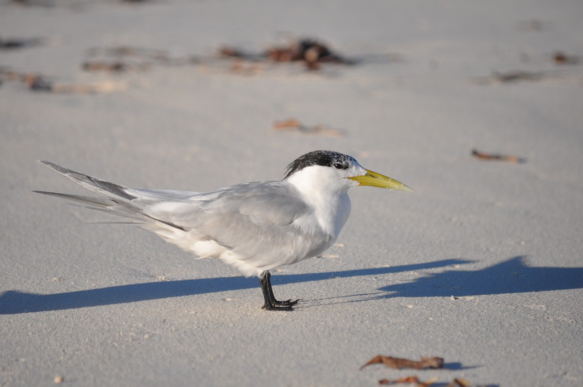 Great Crested Tern - ML94845871