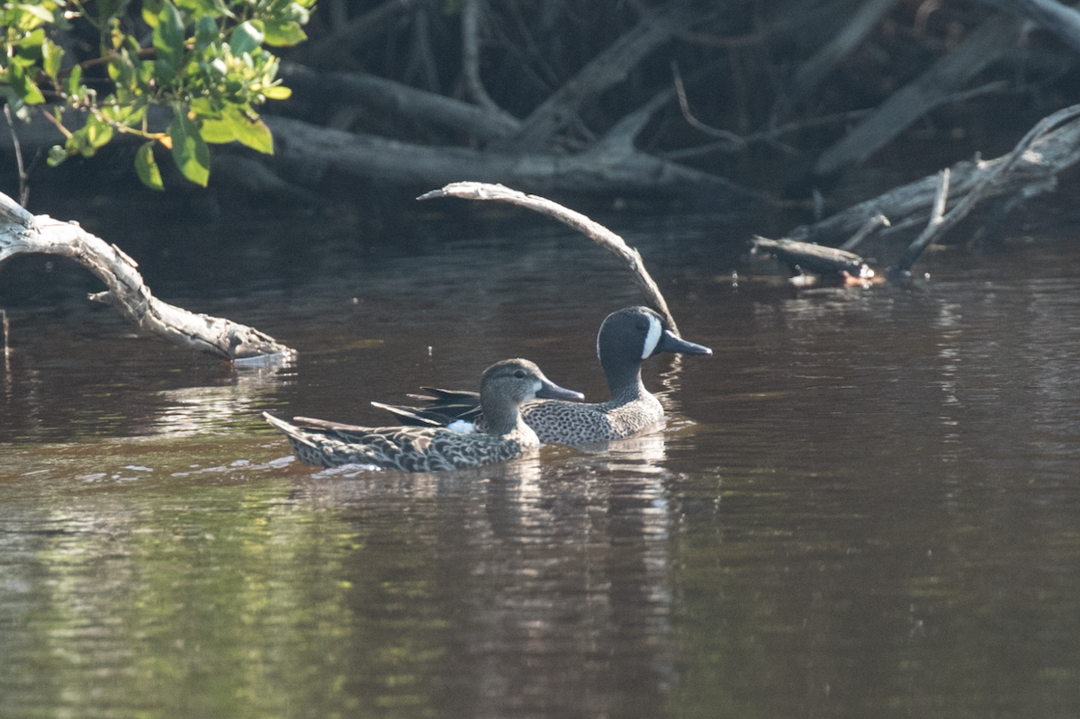 Blue-winged Teal - ML94847041