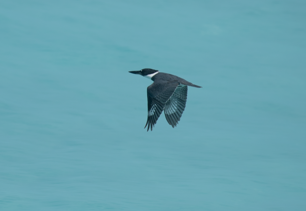 Belted Kingfisher - ML94847811