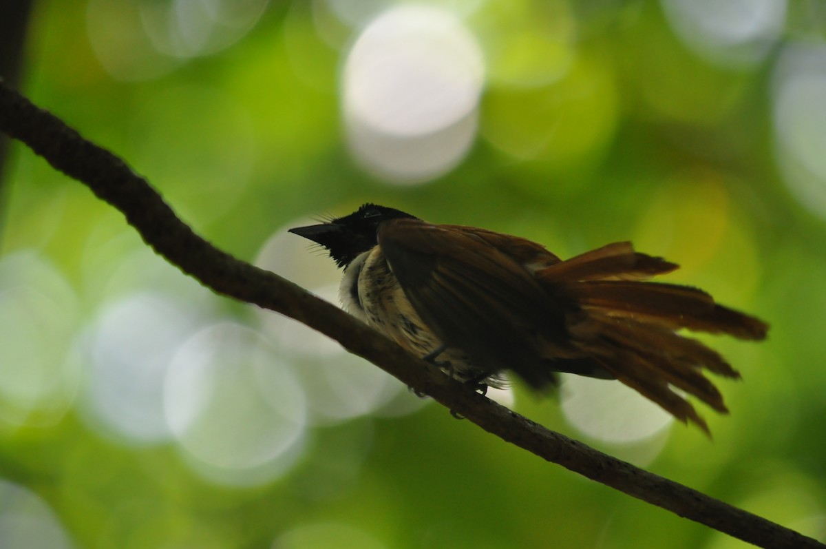 Seychelles Paradise-Flycatcher - Wouter Van Landuyt